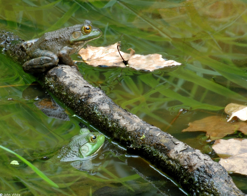 Walk in the Swamp - American Bullfrog (Rana catesbeiana)1006; DISPLAY FULL IMAGE.