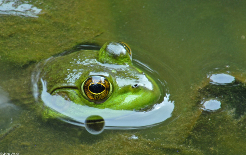 Walk in the Swamp - American Bullfrog (Rana catesbeiana)1007; DISPLAY FULL IMAGE.