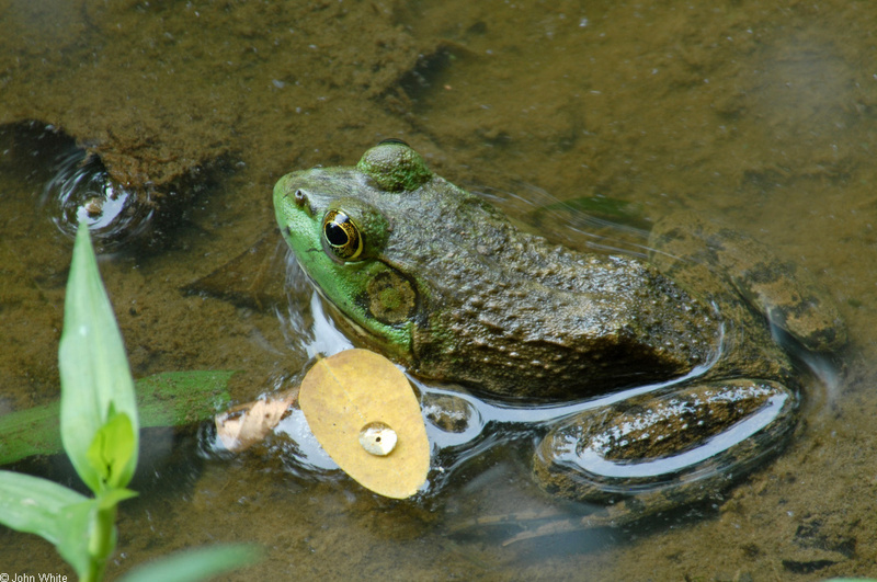 Walk in the Swamp - American Bullfrog (Rana catesbeiana)1008; DISPLAY FULL IMAGE.
