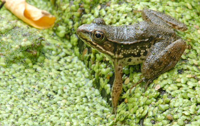 Walk in the Swamp - Northern Green Frog (Rana clamitans melanota) 1000; DISPLAY FULL IMAGE.