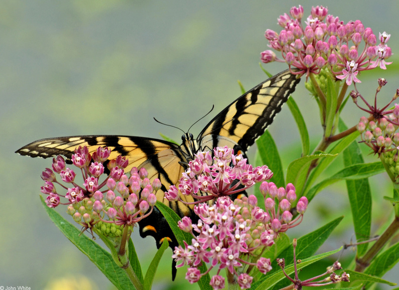 Walk in the Swamp - Tiger Swallowtail (Papilio glaucus)1015; DISPLAY FULL IMAGE.