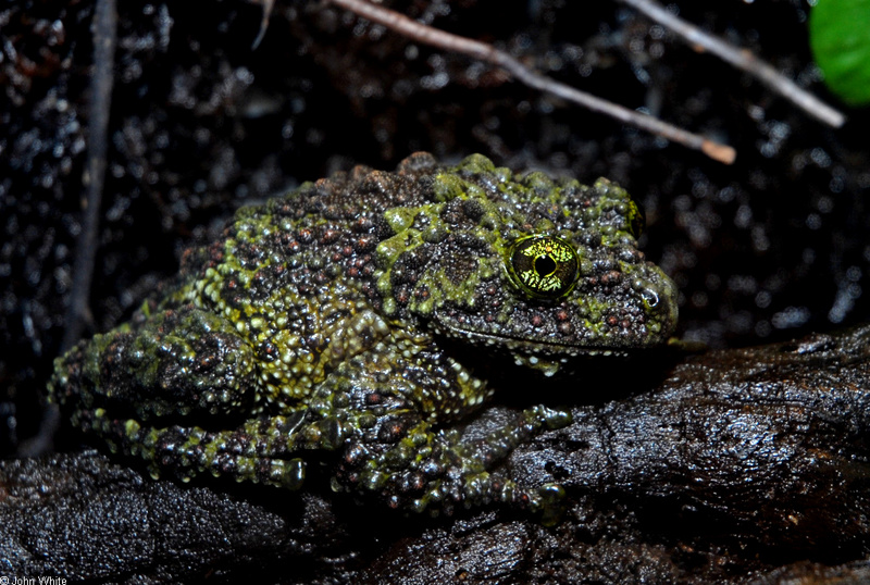 Mossy Frog (Theloderma corticale); DISPLAY FULL IMAGE.