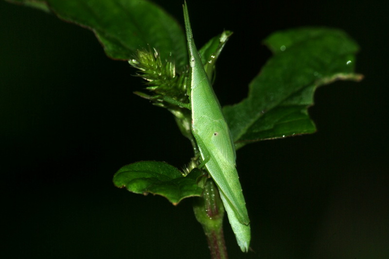 Atractomorpha lata, Smaller long-headed grasshopper; DISPLAY FULL IMAGE.