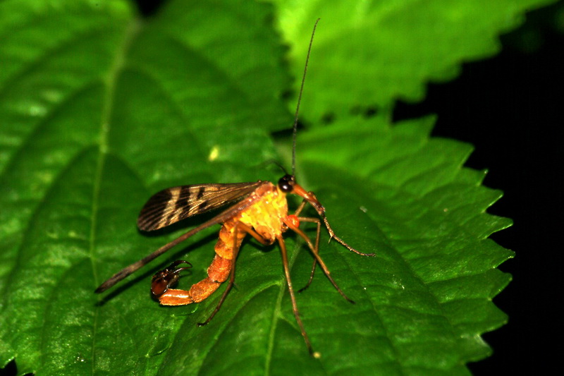 What kind of insect is this? -- scorpionfly --> Panorpa orientalis; DISPLAY FULL IMAGE.