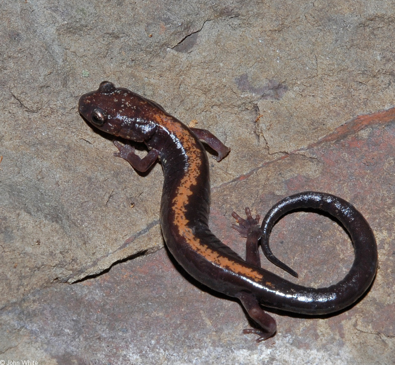 Very rare salamander - Shenandoah Salamander (Plethodon shenandoah); DISPLAY FULL IMAGE.