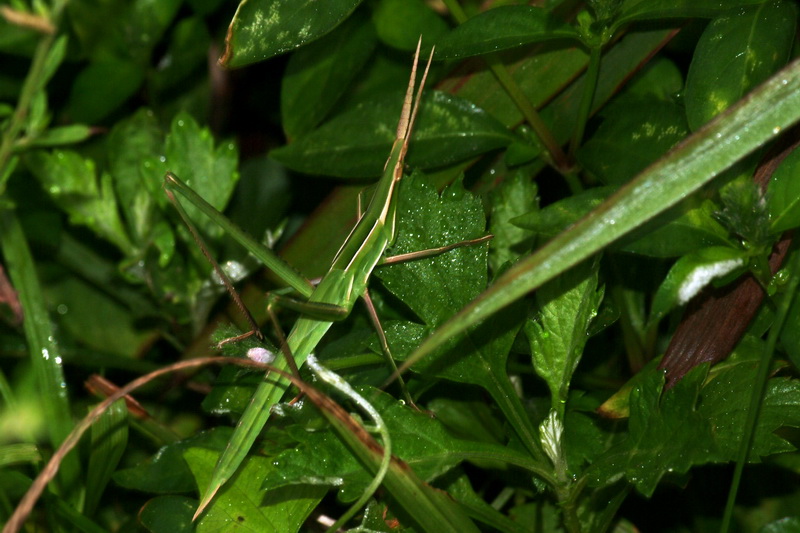 Green Hopper, nymph {!--방아깨비 수컷 약충-->; DISPLAY FULL IMAGE.