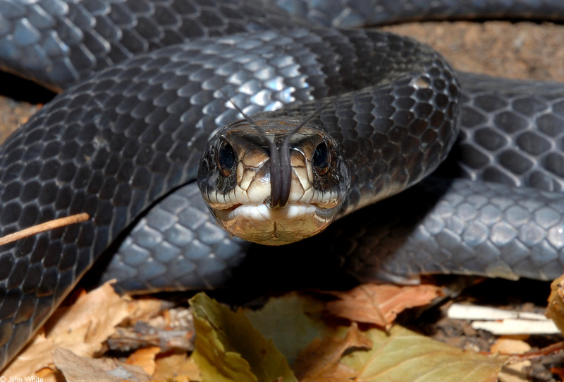 Northern Black Racer (Coluber constrictor constrictor)0004; DISPLAY FULL IMAGE.