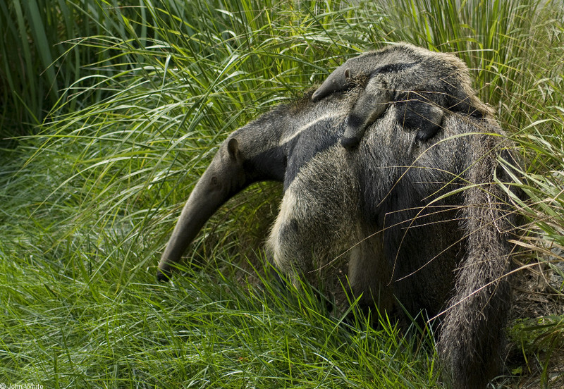 Giant Anteater (Myrmecophaga tridactyla)0100; DISPLAY FULL IMAGE.
