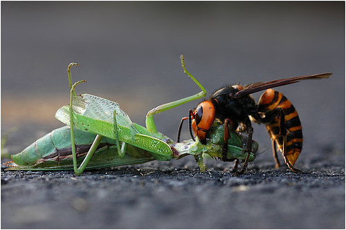 Horrible hornet attacking mantis; Image ONLY