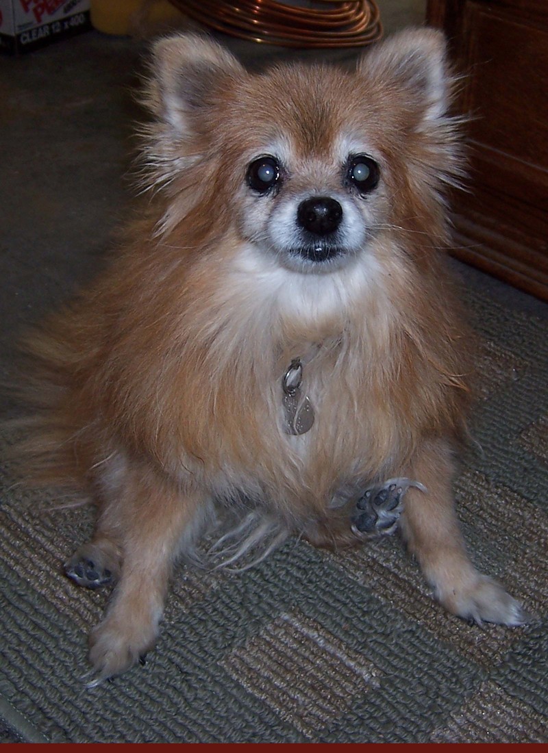Pomeranian dog; DISPLAY FULL IMAGE.