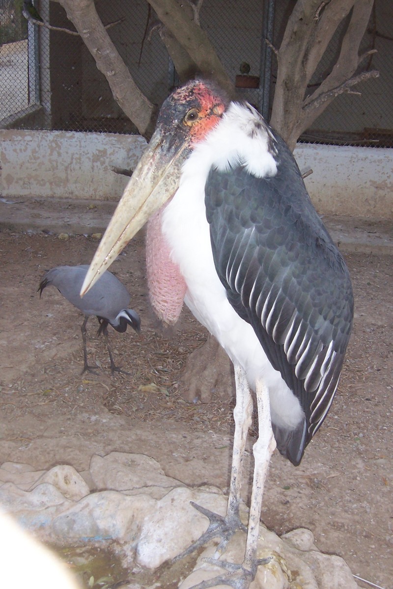 weird bird -- Marabou Stork; DISPLAY FULL IMAGE.
