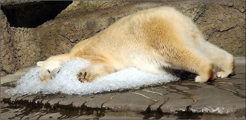 Cool Bed for polar bear; DISPLAY FULL IMAGE.