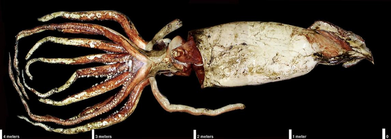 Giant Squid more than 4m long; DISPLAY FULL IMAGE.