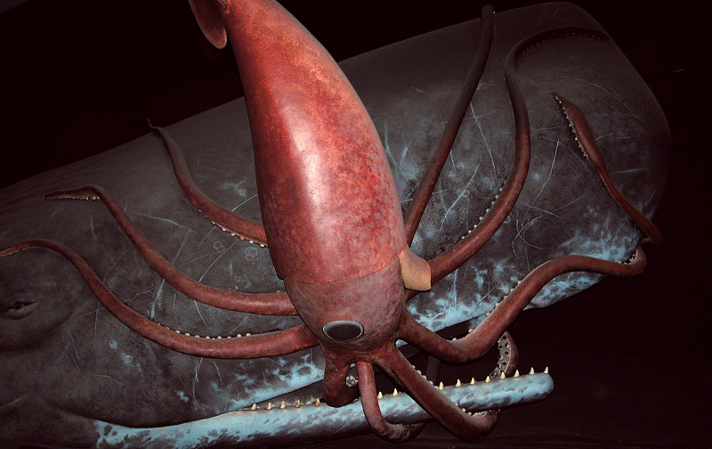 Sperm Whale hunting Giant Squid; DISPLAY FULL IMAGE.