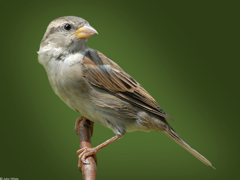 House Sparrow (Passer domesticus); DISPLAY FULL IMAGE.