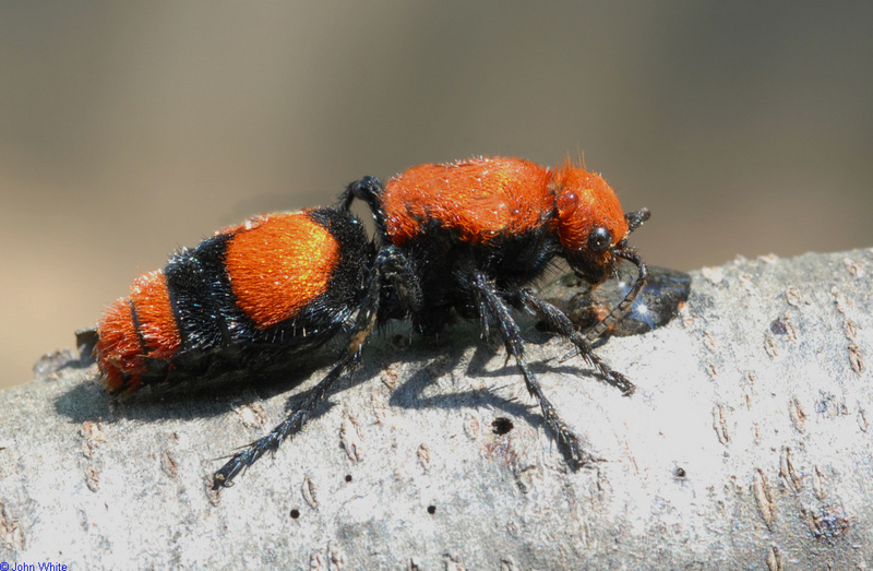Velvet Ant aka Cow Killer (Dasymutilla occidentalis); DISPLAY FULL IMAGE.