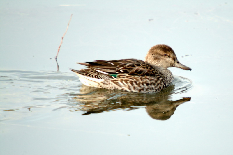 Common Teal duck {!--쇠오리 암컷-->; DISPLAY FULL IMAGE.