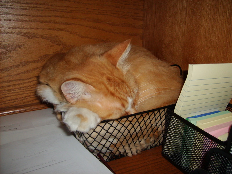 Cat in the basket; DISPLAY FULL IMAGE.