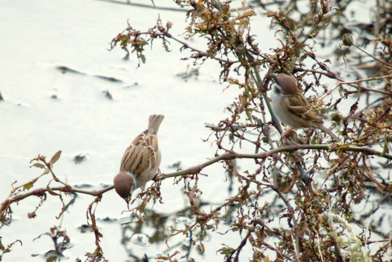Eurasian Tree Sparrows (Passer montanus) {!--참새-->; DISPLAY FULL IMAGE.