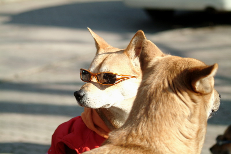 Sunglass Dog; DISPLAY FULL IMAGE.