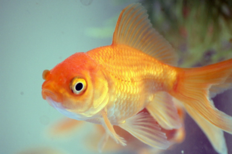 Goldfish {!--금붕어-->; DISPLAY FULL IMAGE.