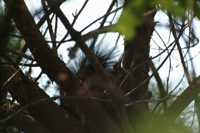 Korean Tree Squirrel (Sciurus vulgaris) {!--오이를 먹는 수통골 청설모-->; DISPLAY FULL IMAGE.