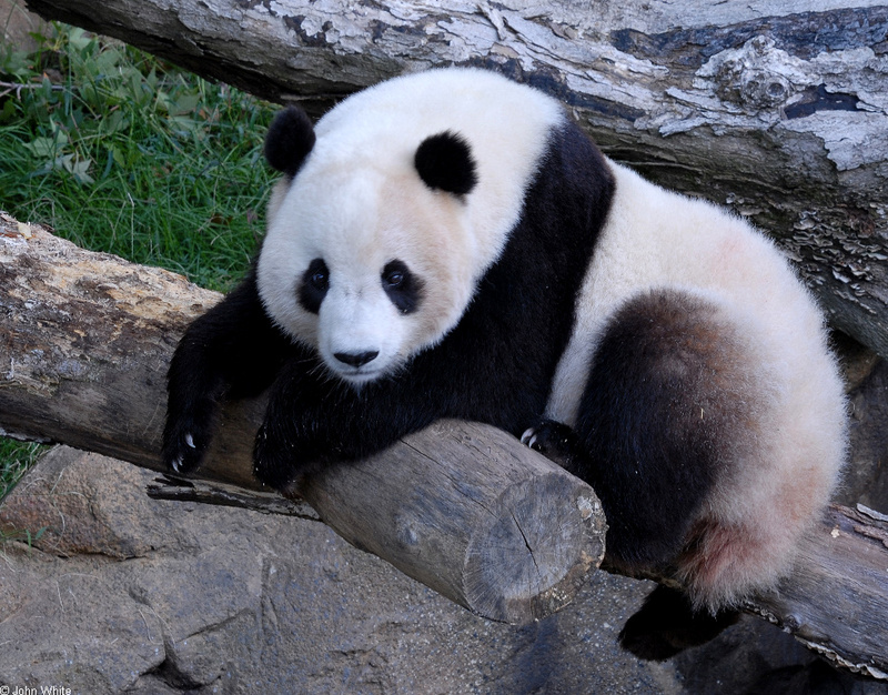Giant Panda (Ailuropoda melanoleuca)7000; DISPLAY FULL IMAGE.