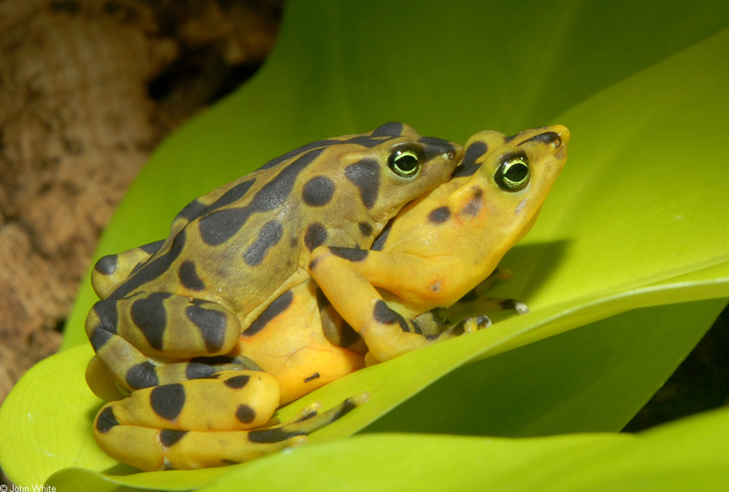 Panamanian Golden Frog (Atelopus zeteki) in Amplexus; DISPLAY FULL IMAGE.