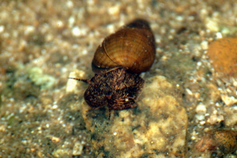 freshwater snail, Semisulcospira libertina {!--다슬기-->; DISPLAY FULL IMAGE.