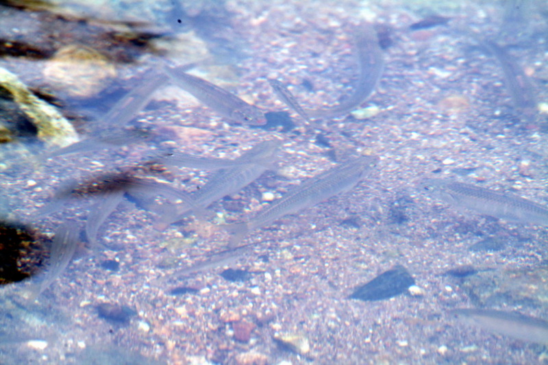 Pale Chubs or Freshwater minnows(Zacco platypus) {!--피라미 산란장-->; DISPLAY FULL IMAGE.