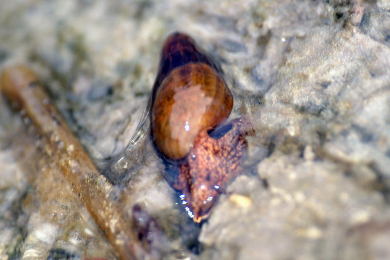 Korean freshwater snail (Semisulcospira libertina) {!--다슬기-->; DISPLAY FULL IMAGE.