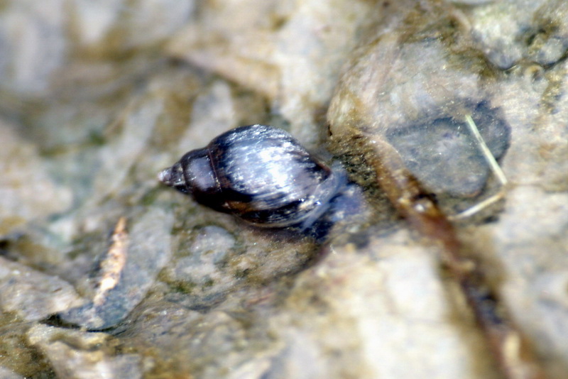 Korean freshwater snail (Semisulcospira libertina) {!--다슬기-->; DISPLAY FULL IMAGE.
