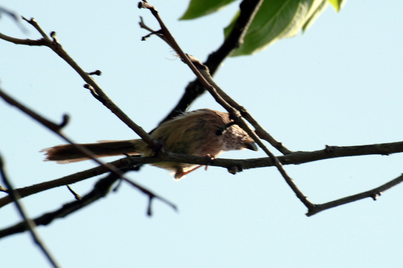 Vinous-throated Parrotbill (Paradoxornis webbianus) {!--붉은머리오목눈이-->; DISPLAY FULL IMAGE.