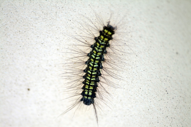 Caterpillar of unknown moth {!--송충이 - 이름모를 나방의 애벌레-->; DISPLAY FULL IMAGE.