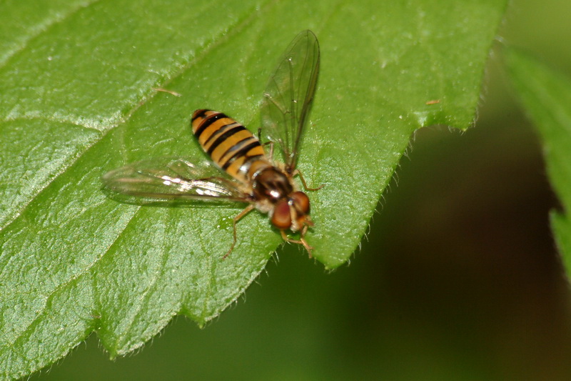 Marmelade hoverfly (Episyrphus balteatus) {!--호리꽃등에-->; DISPLAY FULL IMAGE.