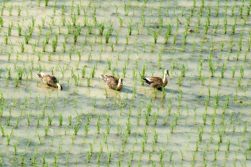 Spotbills foraging in rice field {!--흰뺨검둥오리-->; DISPLAY FULL IMAGE.