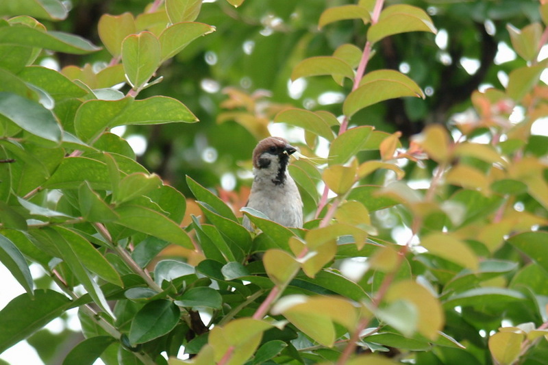 Eurasian Tree Sparrow (Passer montanus dybowskii) {!--참새-->; DISPLAY FULL IMAGE.