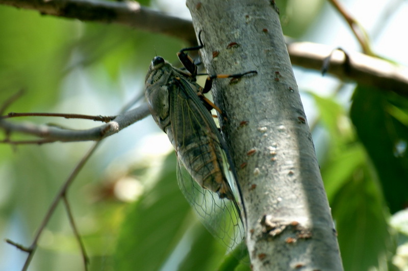 Korean blackish cicada (Cryptotympana dubia) {!--말매미-->; DISPLAY FULL IMAGE.