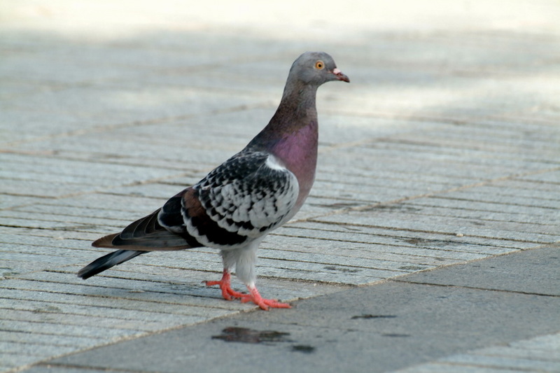 Domestic Pigeon {!--비둘기-->; DISPLAY FULL IMAGE.