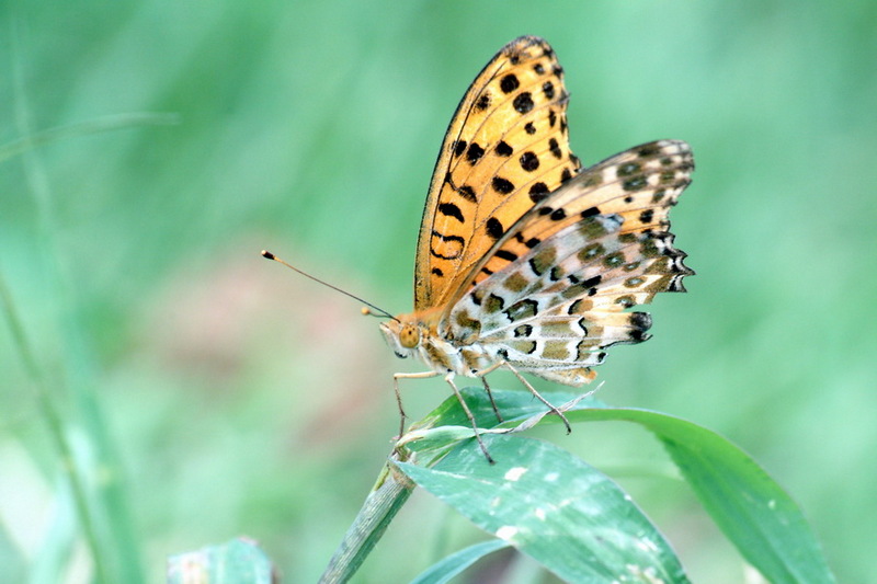 Fritillary Butterfly {!--이름모를 표범나비 종류-->; DISPLAY FULL IMAGE.