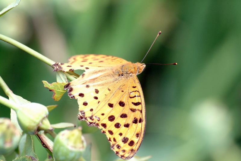 Fritillary Butterfly {!--이름모를 표범나비 종류-->; DISPLAY FULL IMAGE.