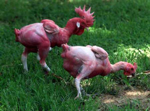 Naked Chicken; Image ONLY