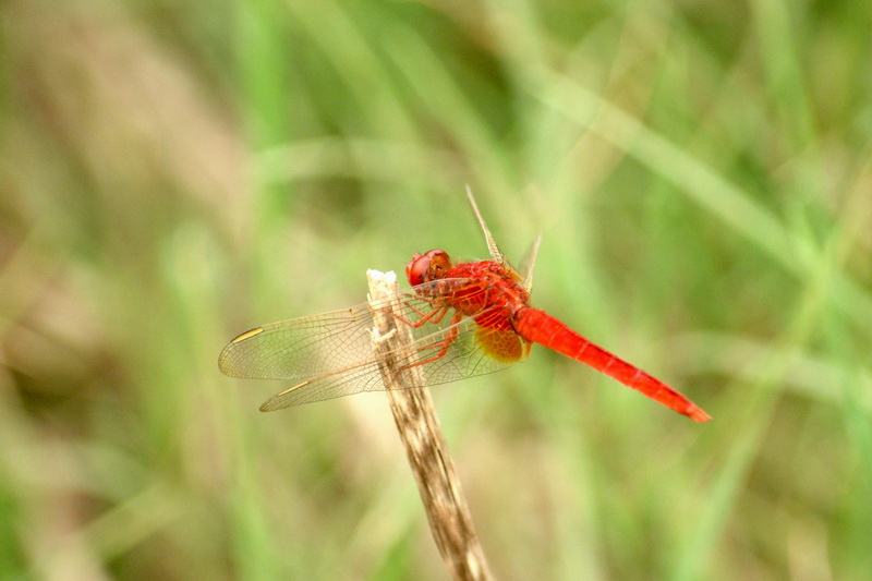 Cute red dragonfly - Scarlet Skimmer (Crocothemis servilia) {!--고추잠자리(중국 낙양)-->; DISPLAY FULL IMAGE.
