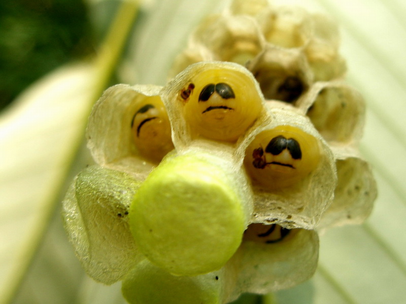 Paper Wasp larvae with sunglass faces; DISPLAY FULL IMAGE.