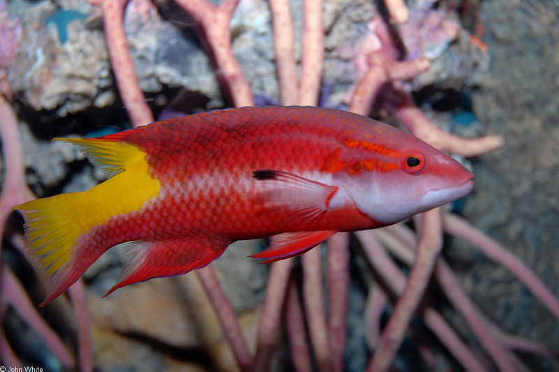 Spotfin Hogfish (Bodianus pulchellus)1000; DISPLAY FULL IMAGE.