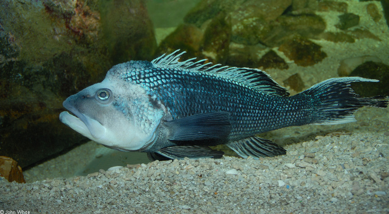 Black Sea Bass (Centropristis striata); DISPLAY FULL IMAGE.