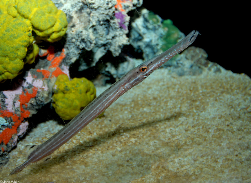 Trumpetfish (Aulostomus maculatus); DISPLAY FULL IMAGE.