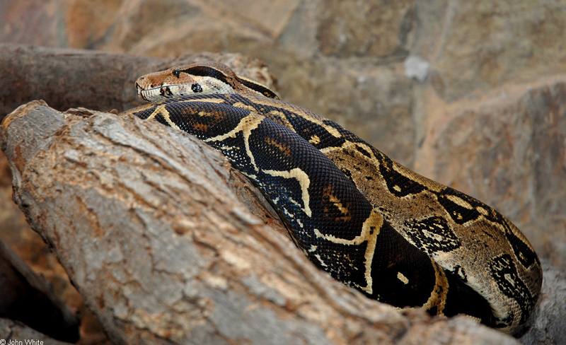 Boa Constrictor (Boa constrictor); DISPLAY FULL IMAGE.