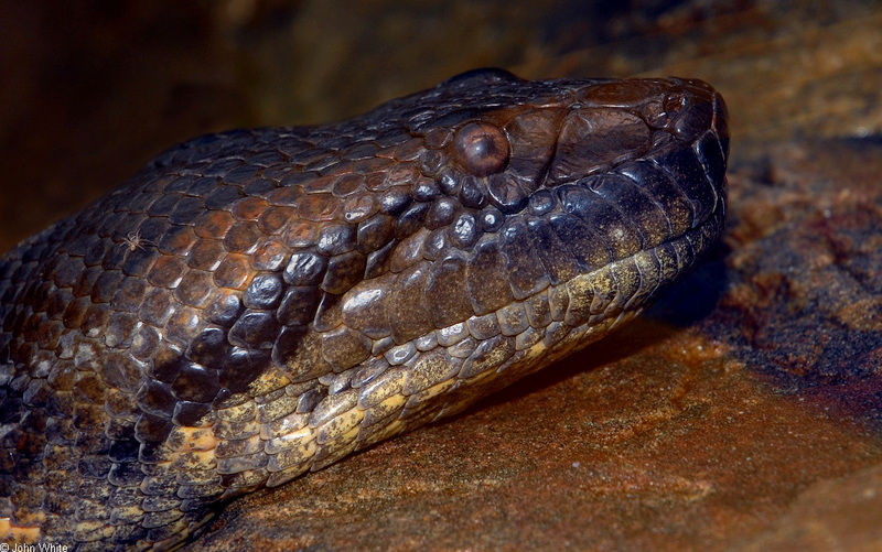 Green Anaconda (Eunectes murinus); DISPLAY FULL IMAGE.