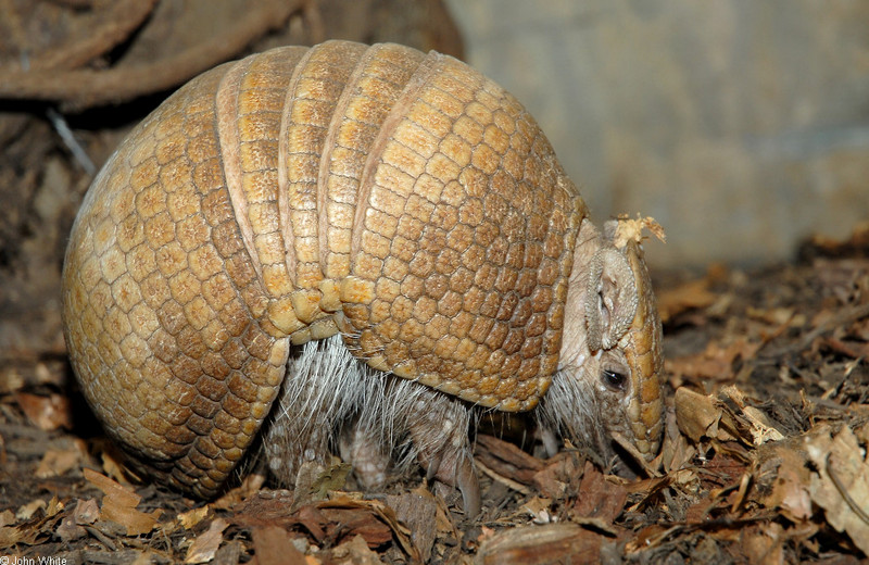 Southern Three-banded Armadillo (Tolypeutes matacus); DISPLAY FULL IMAGE.